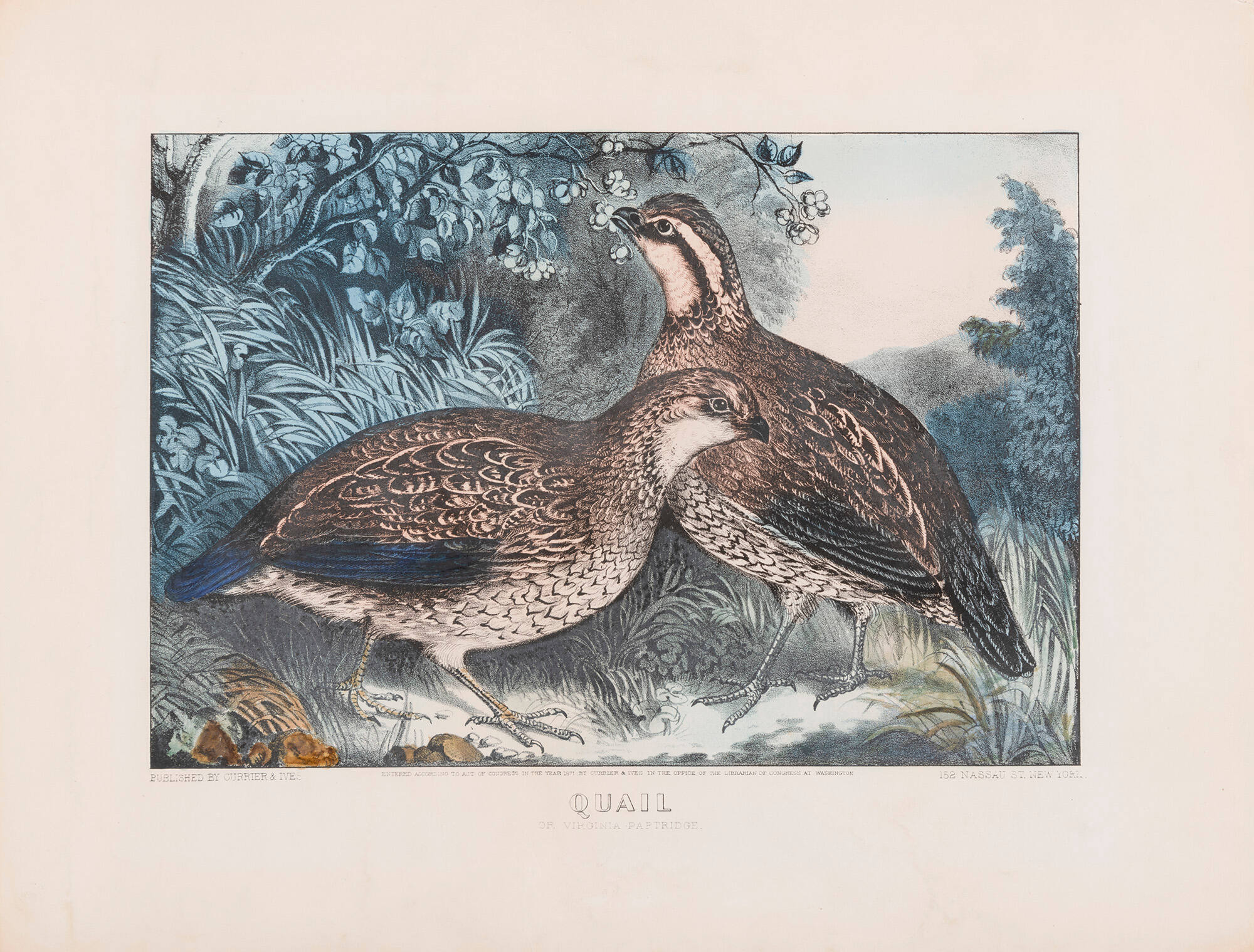 Quail: Or Virginia Partridge