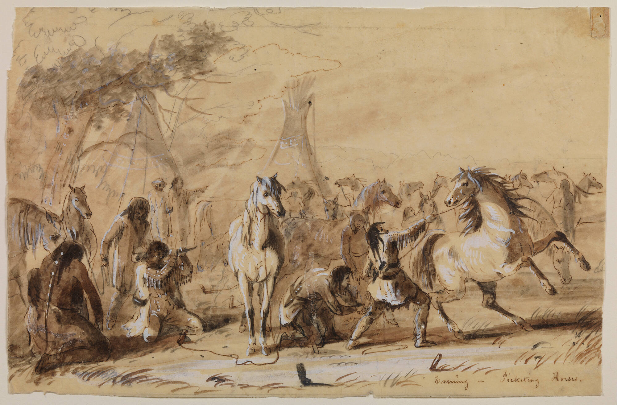 Evening – Picketing Horses