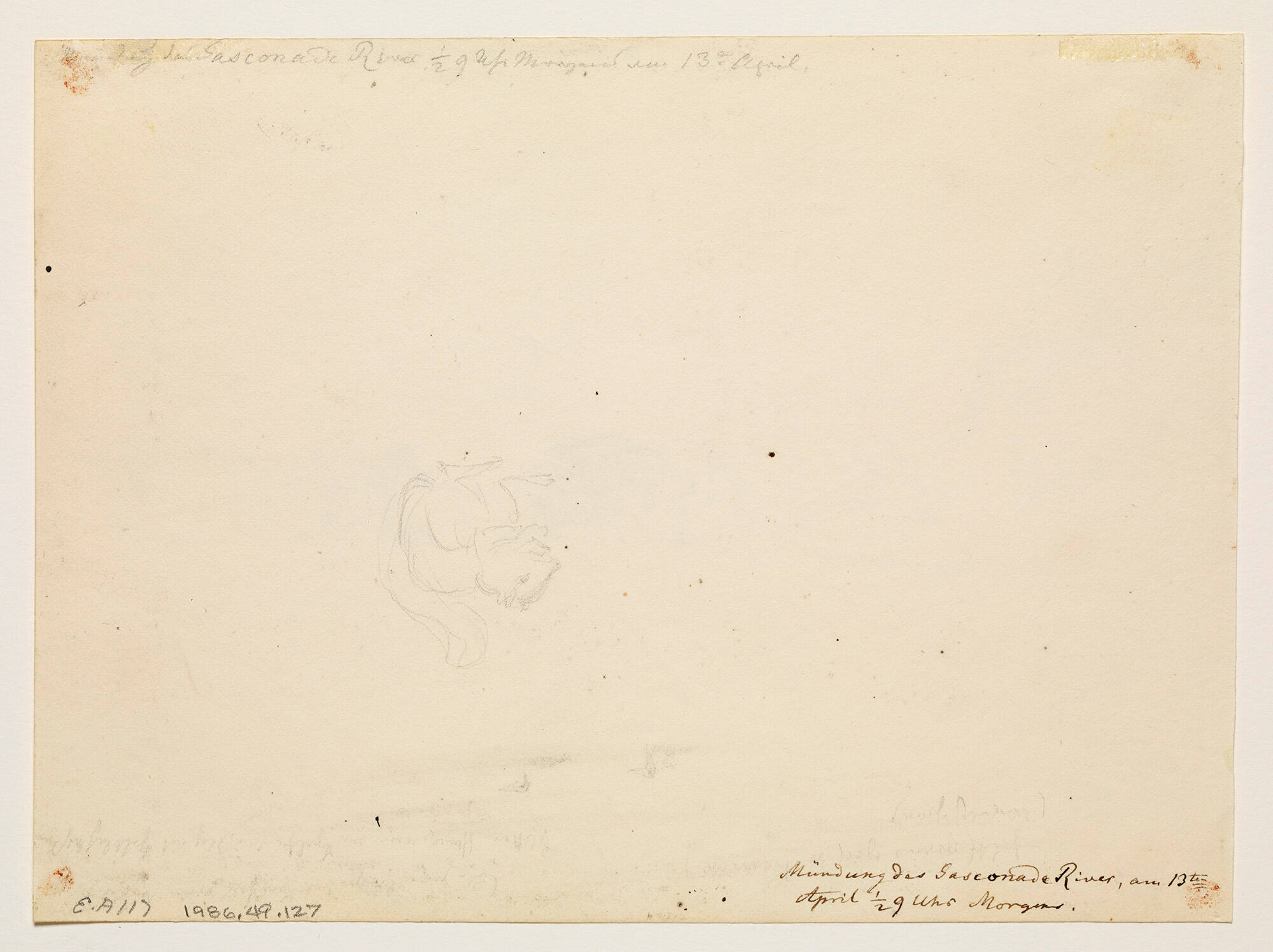 Untitled (sketch of squirrel and two ducks)