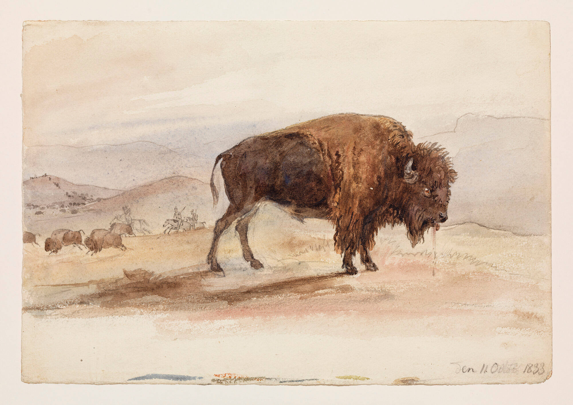 Bison Wounded in a Hunt