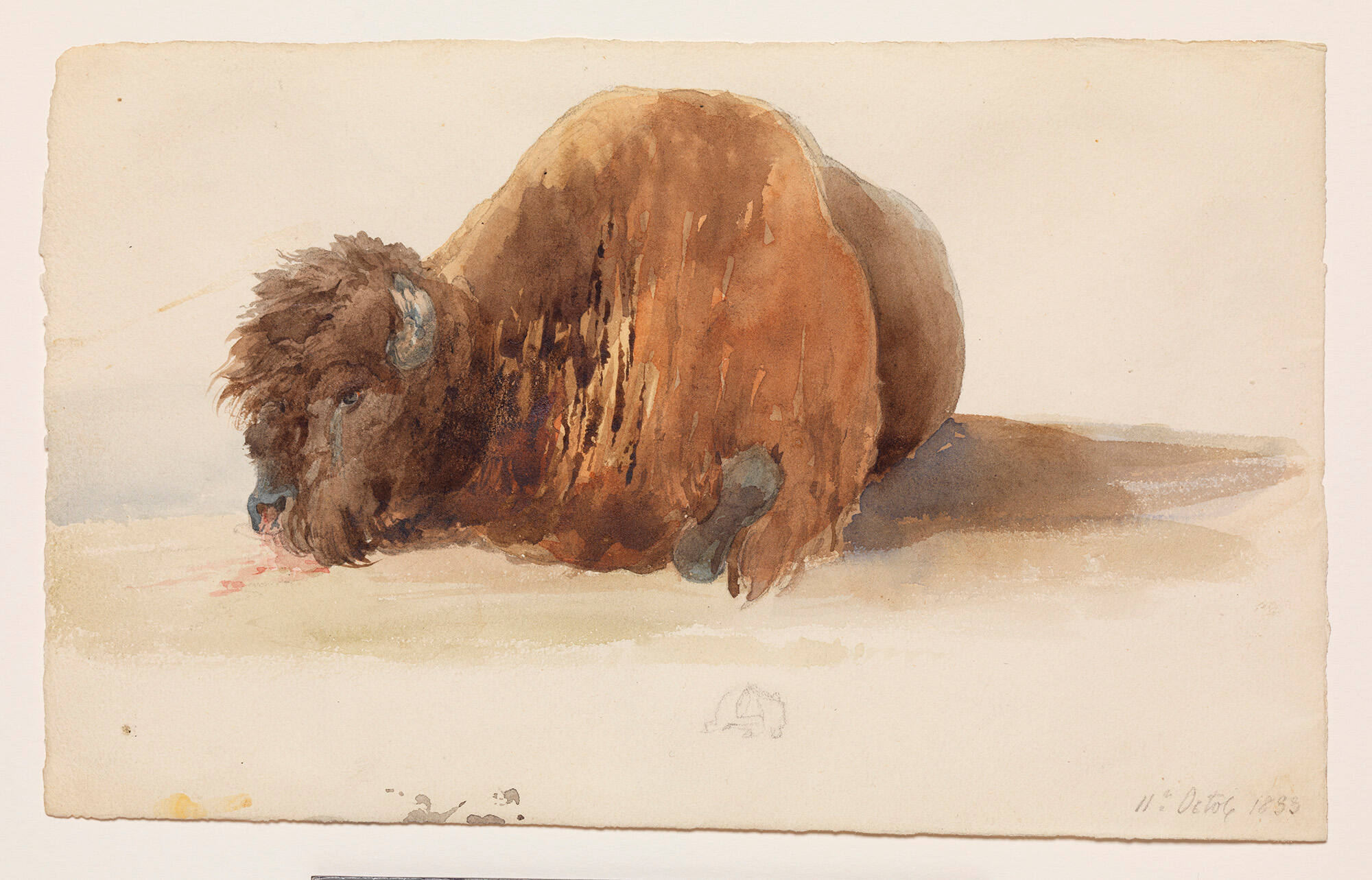 Dead Bison on the Prairie