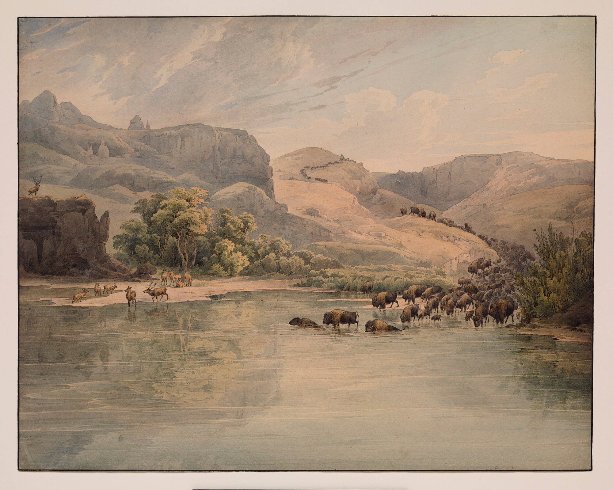 Buffalo and Elk on the Upper Missouri