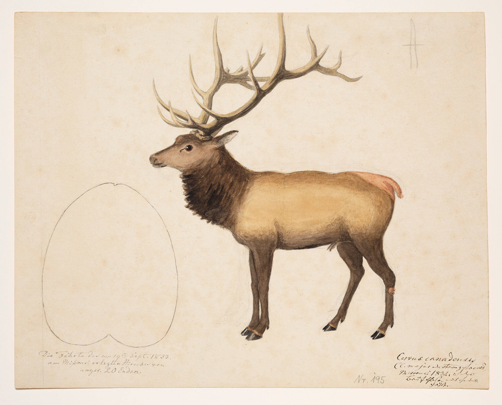Study of an Elk