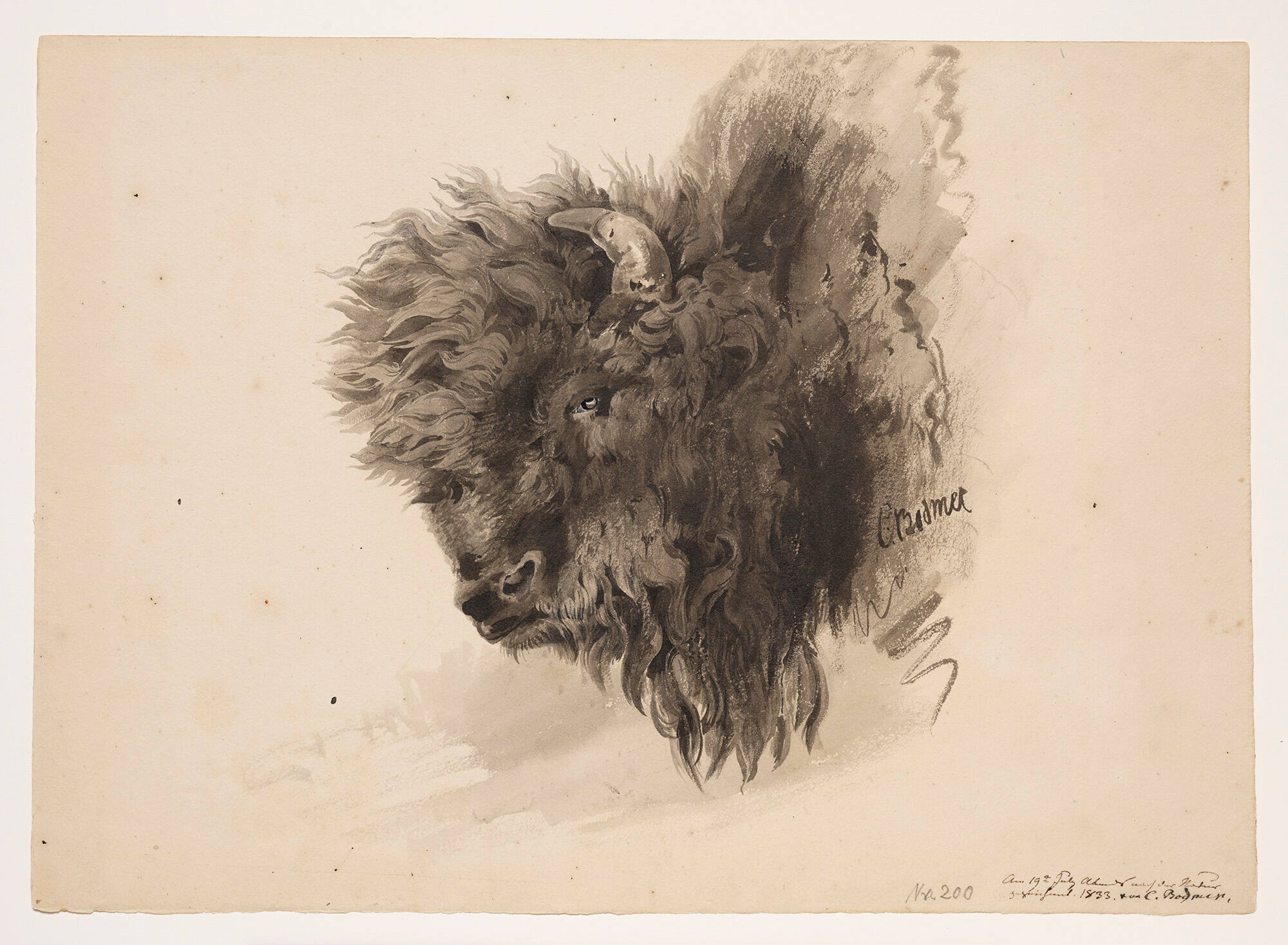 Head of a Buffalo