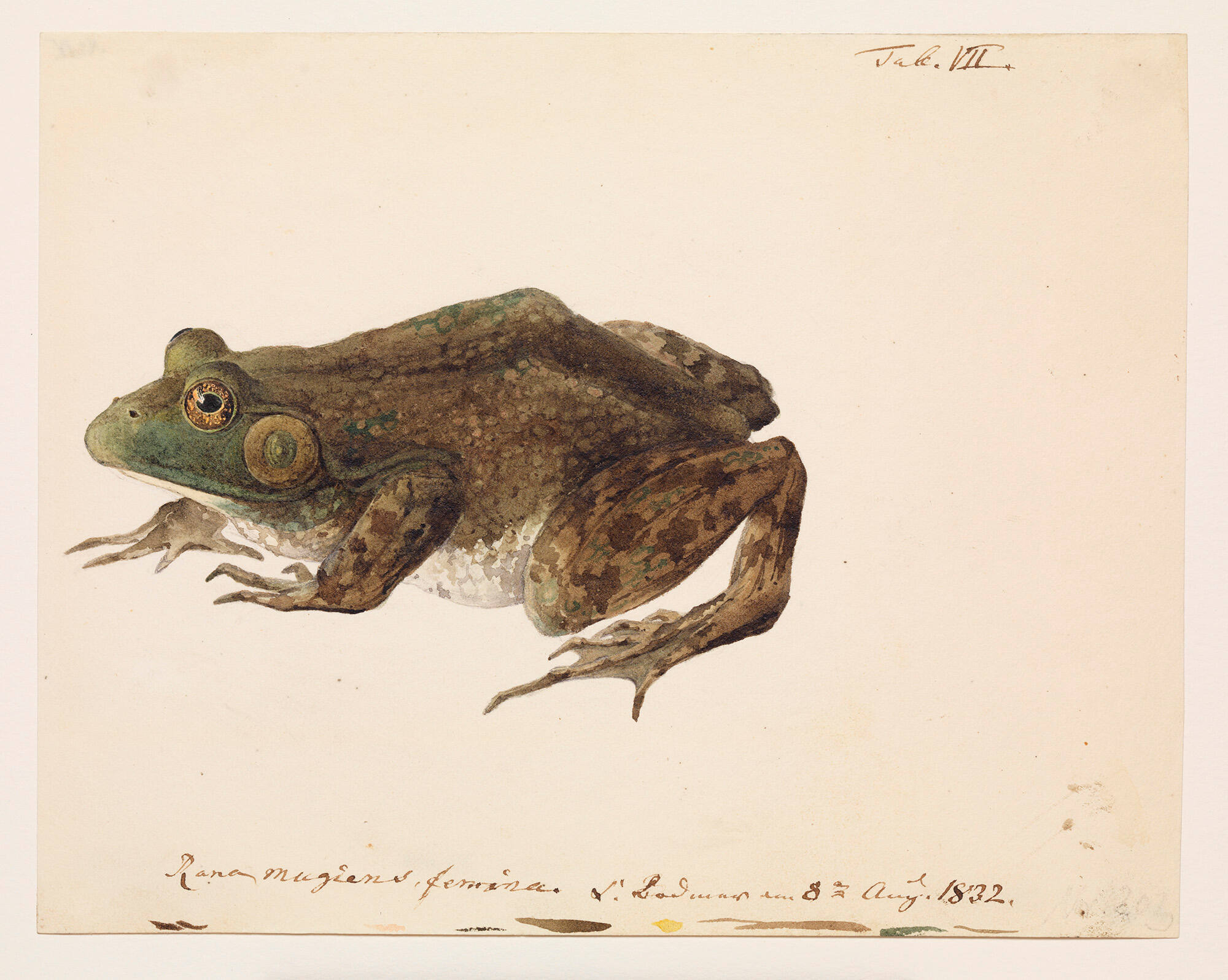 A Female Bullfrog