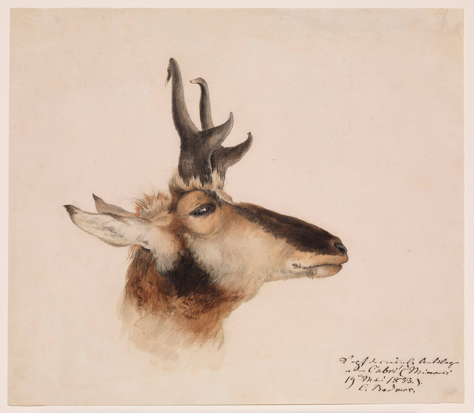 Head of an Antelope