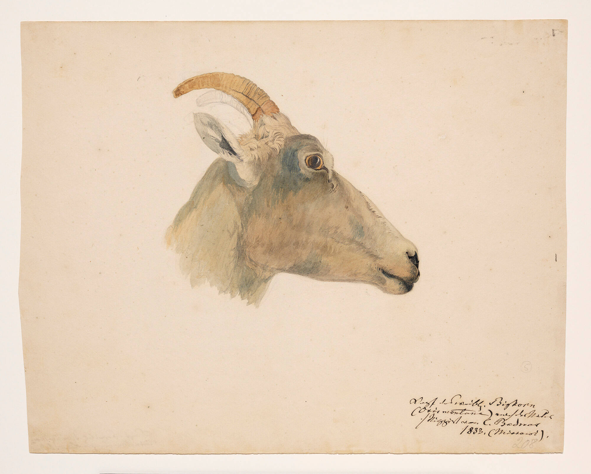 Head of a Female Bighorn Sheep
