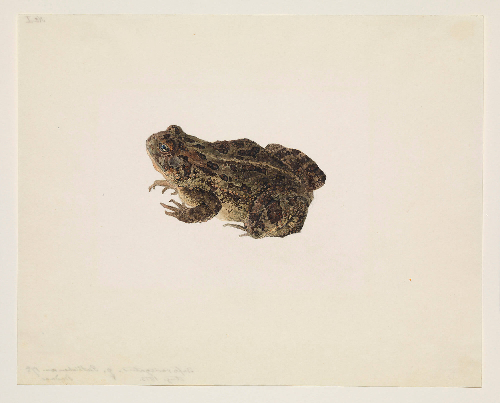 A Toad