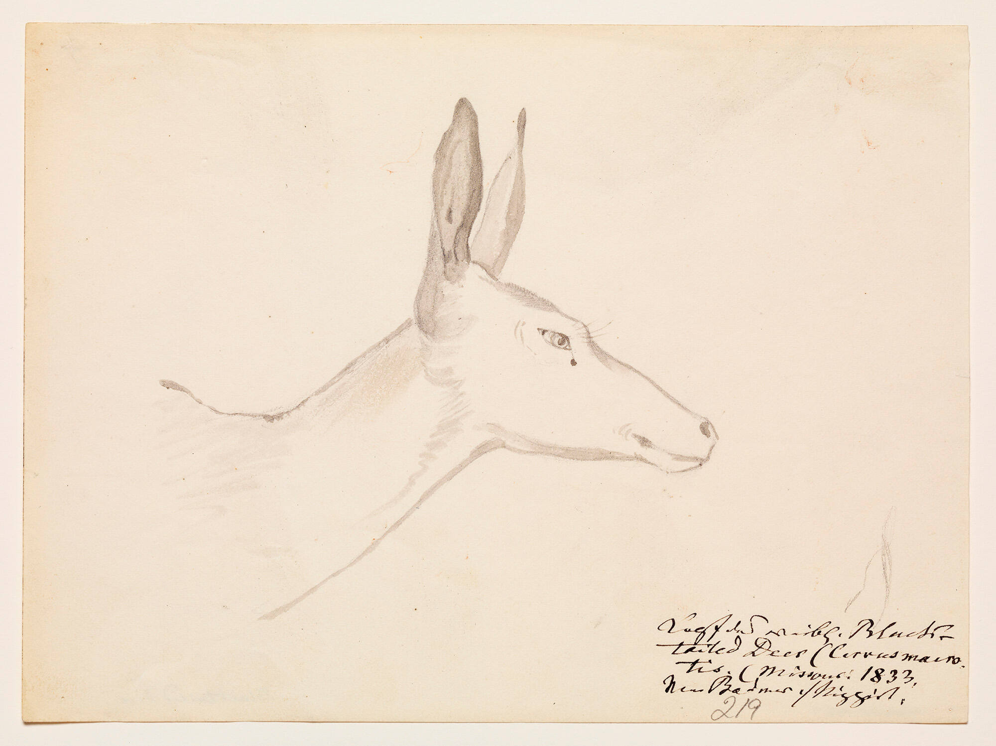 Head of a Black-tailed Deer on the Missouri