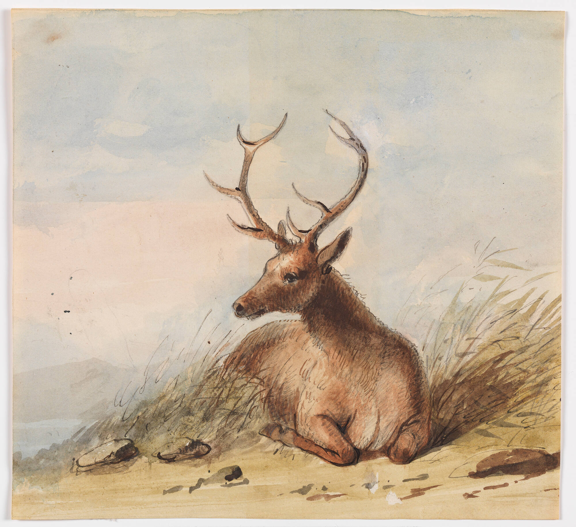 Elk – Rocky Mountains