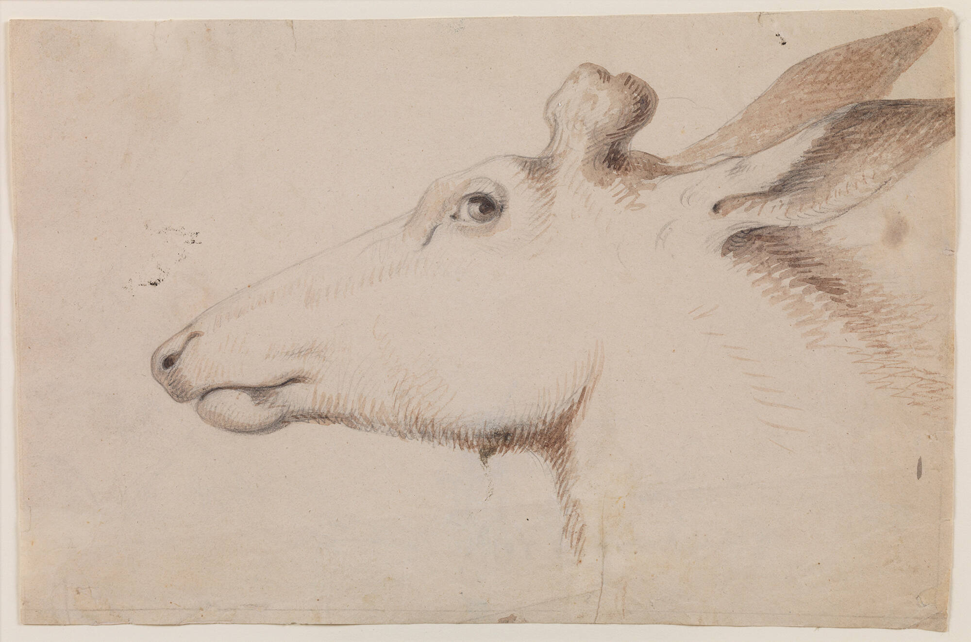 Elk (Head of an Elk)