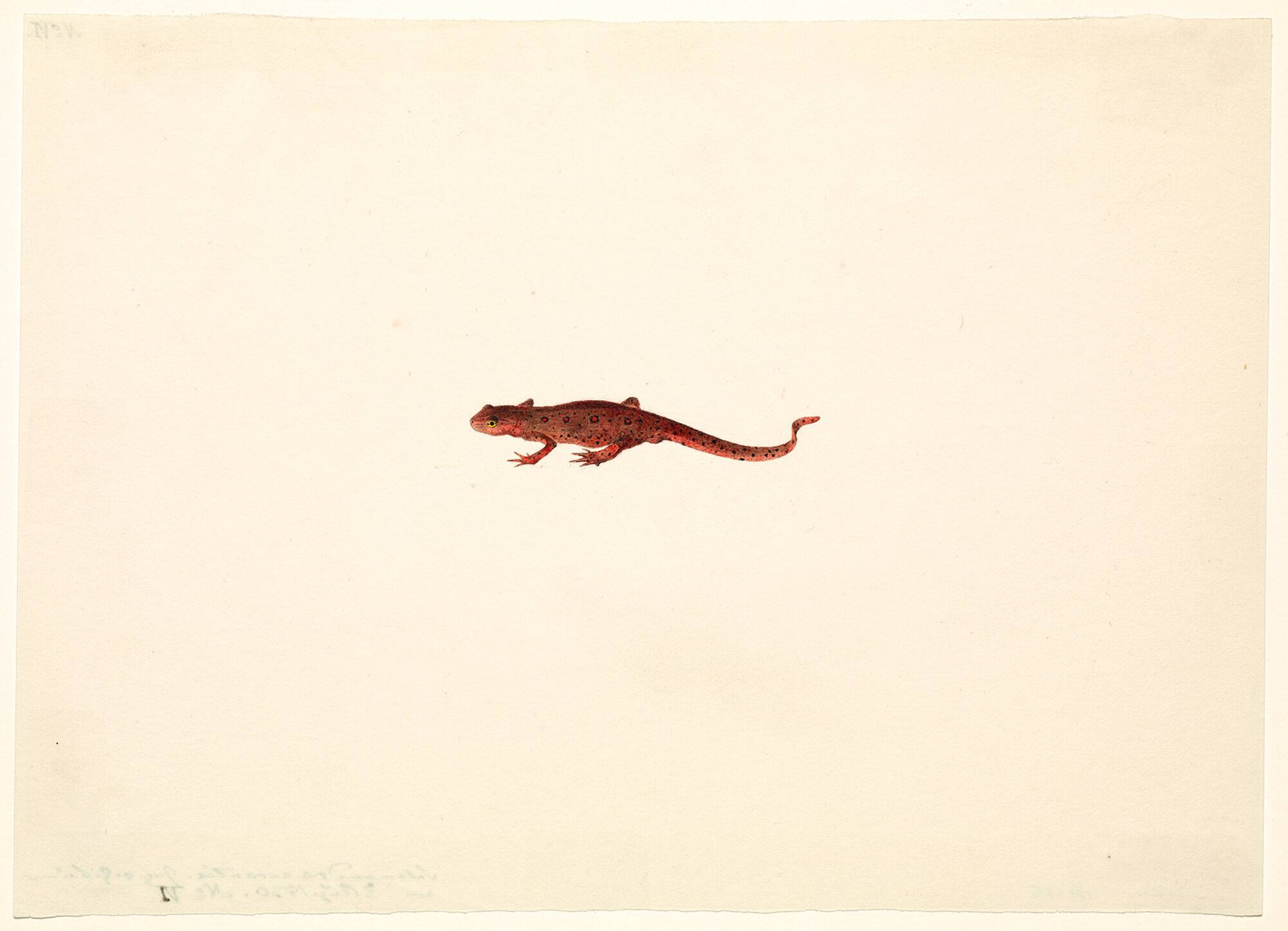 Salamander