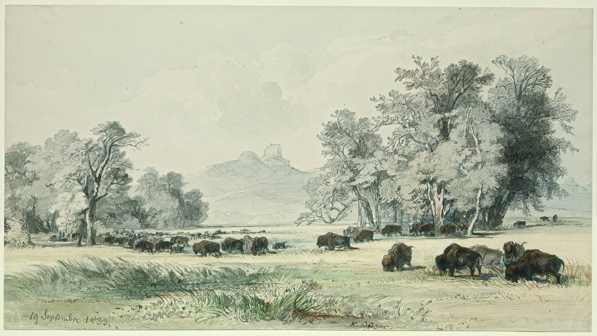 Bison Grazing on the Upper Missouri
